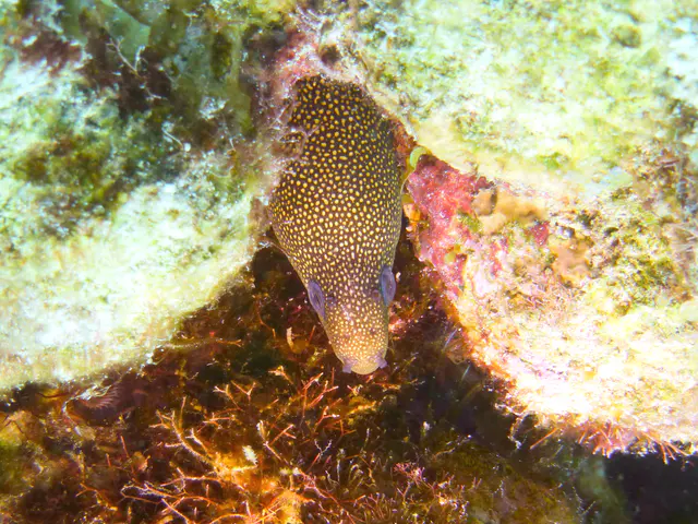 Underwater photograph by Joel Bergsma