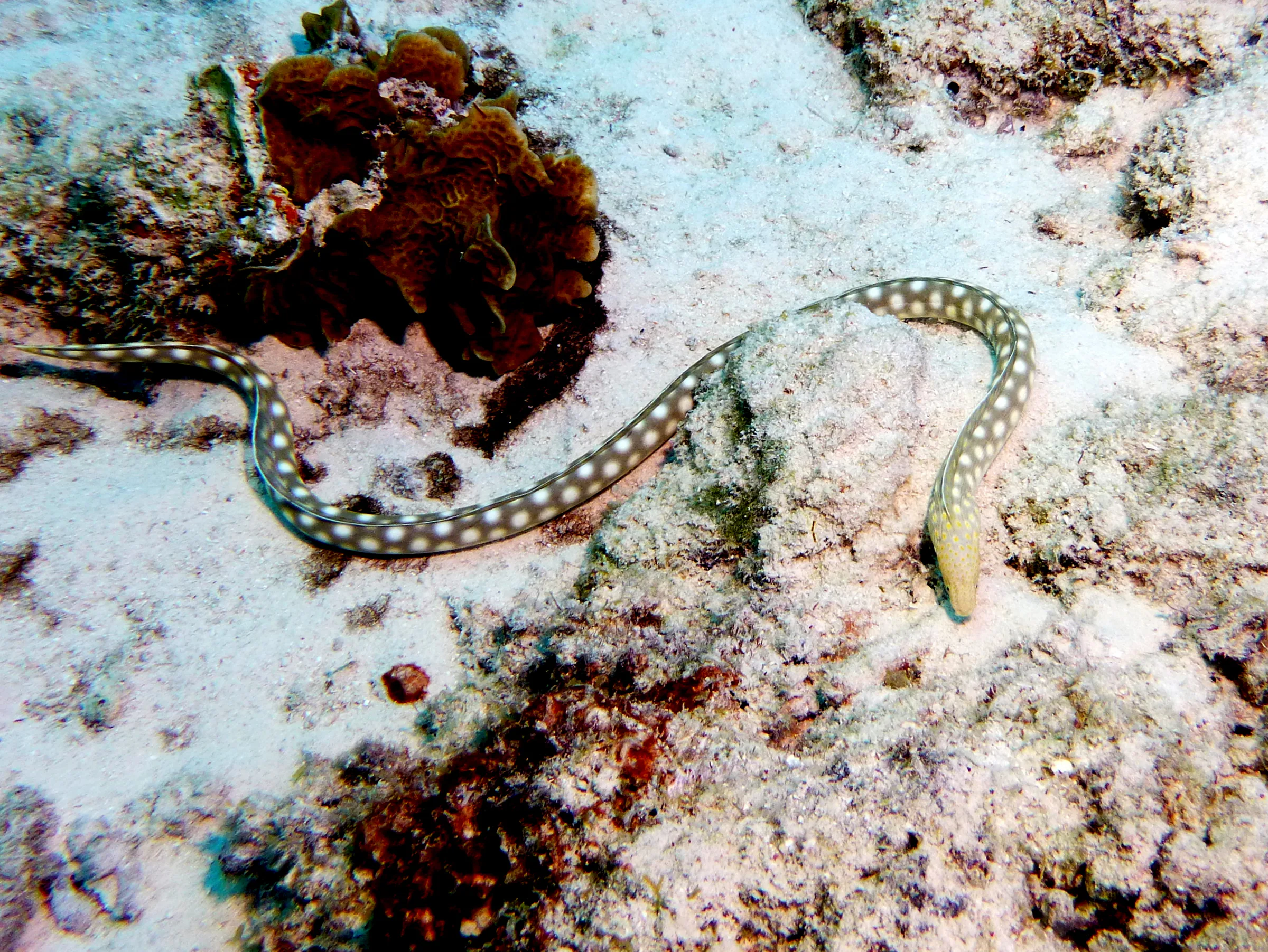 Sharptail Eel, Bonaire, 2013