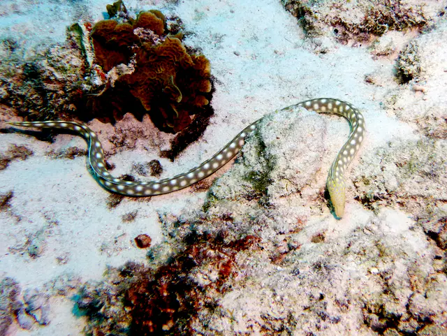 Underwater photograph by Joel Bergsma