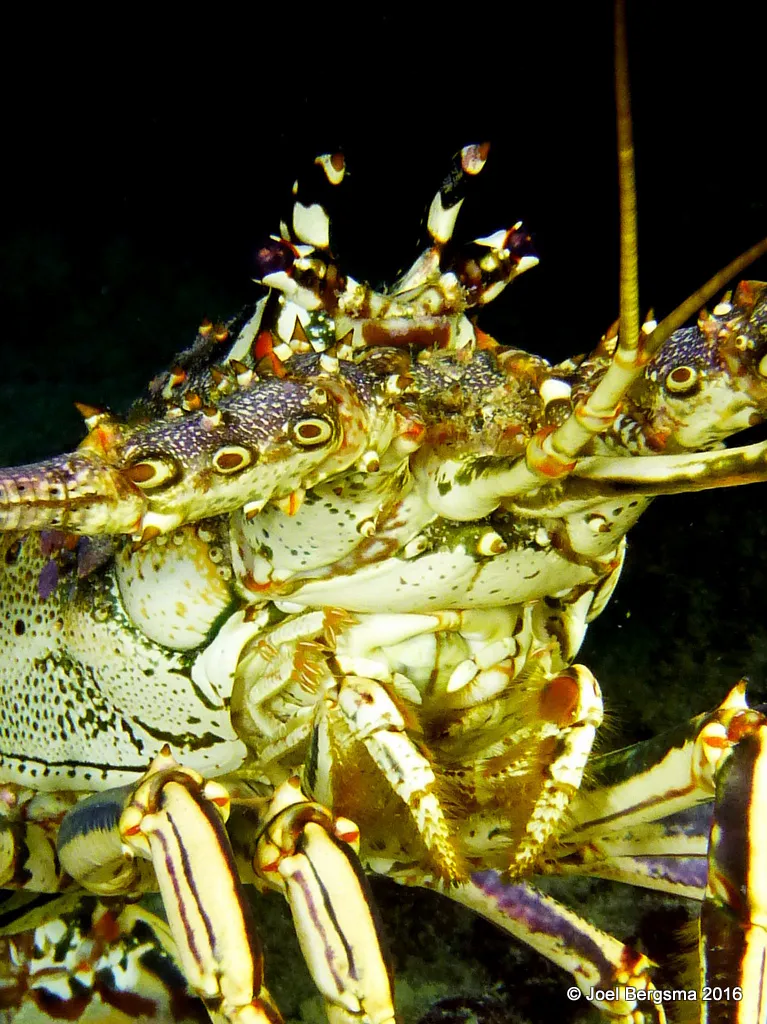 Spiny Lobster, Cayman Islands, 2016