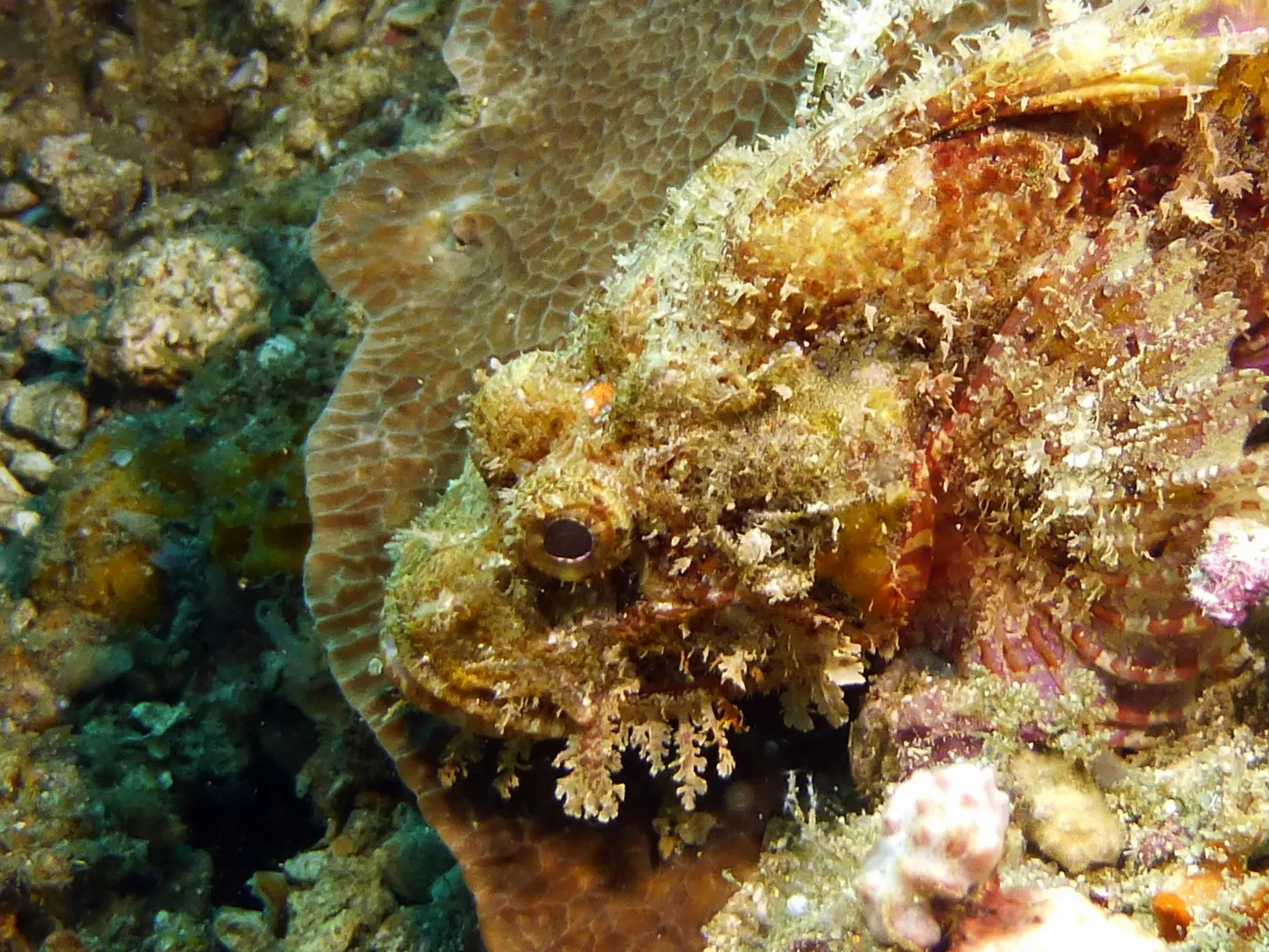 Scorpionfish, Philippines, 2014