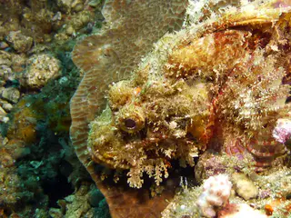 Underwater photograph by Joel Bergsma