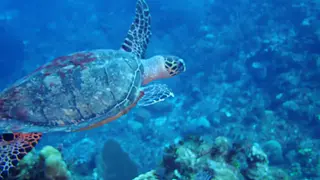 Hawksbill Turtle
