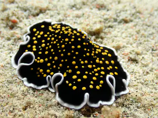 Underwater photograph by Joel Bergsma