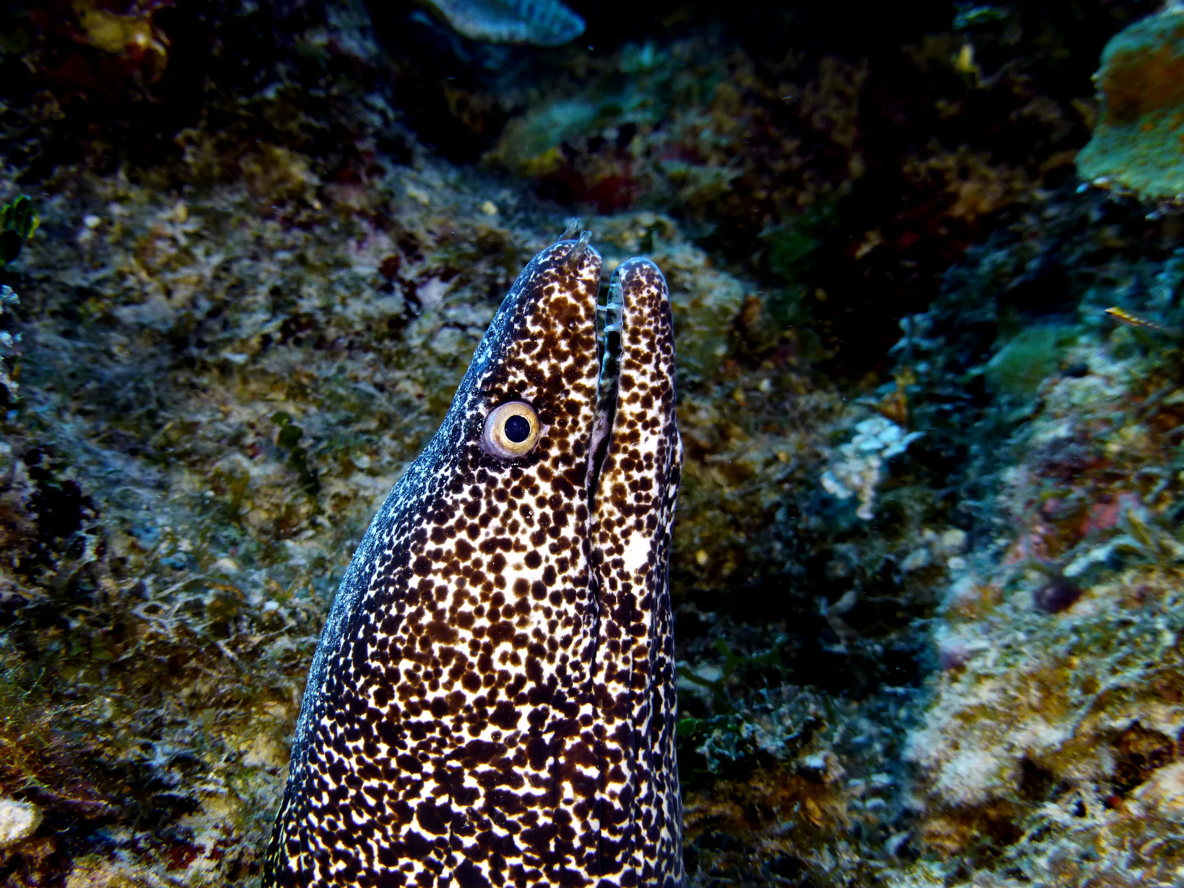 Spotted Moray Eel, Belize, 2017