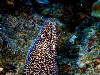 Underwater photograph by Joel Bergsma