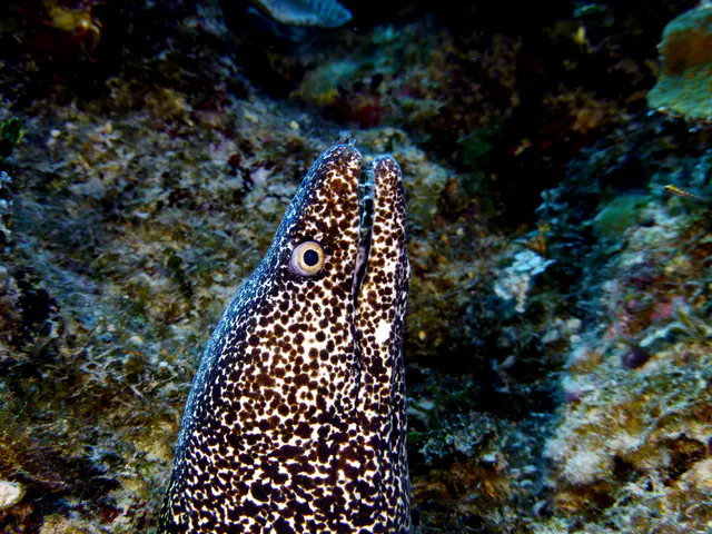 Underwater photograph by Joel Bergsma