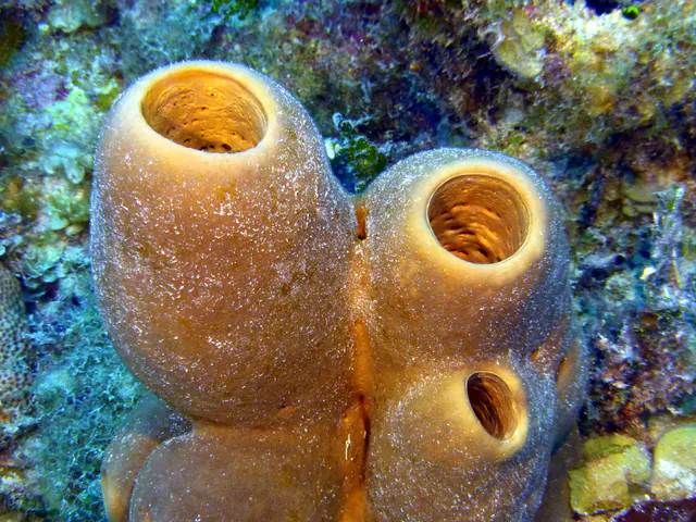 Underwater photograph by Joel Bergsma
