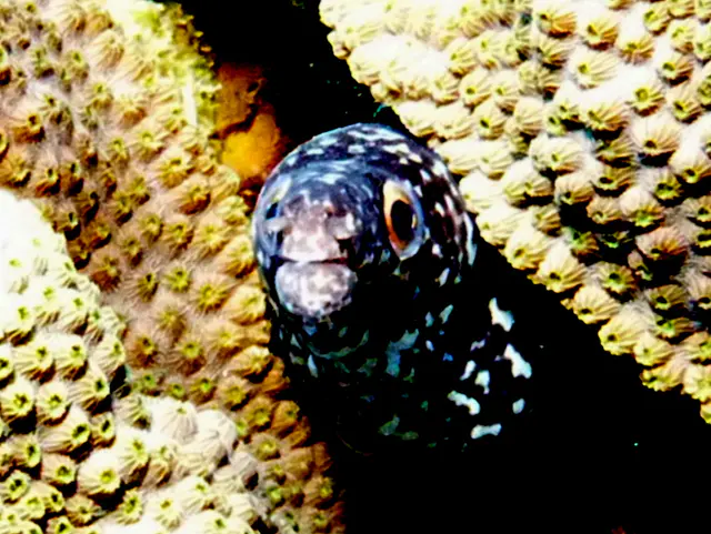 Underwater photograph by Joel Bergsma