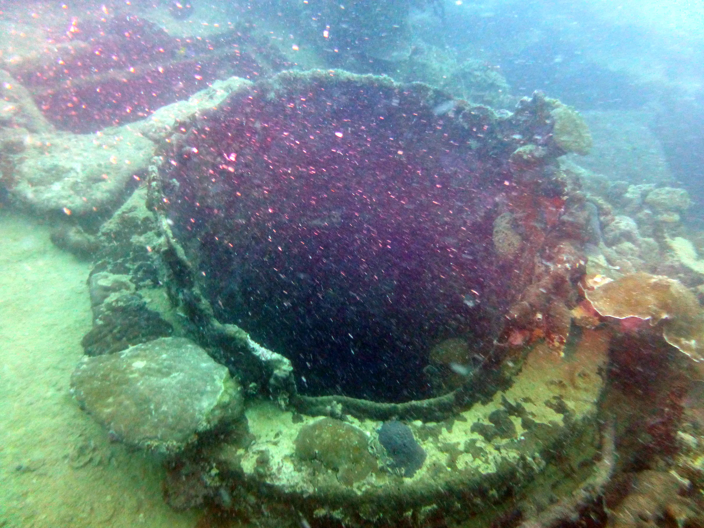 Palau underwater photograph, 2013