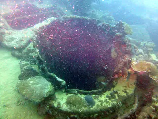 Underwater photograph by Joel Bergsma