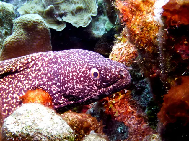 Underwater photograph by Joel Bergsma