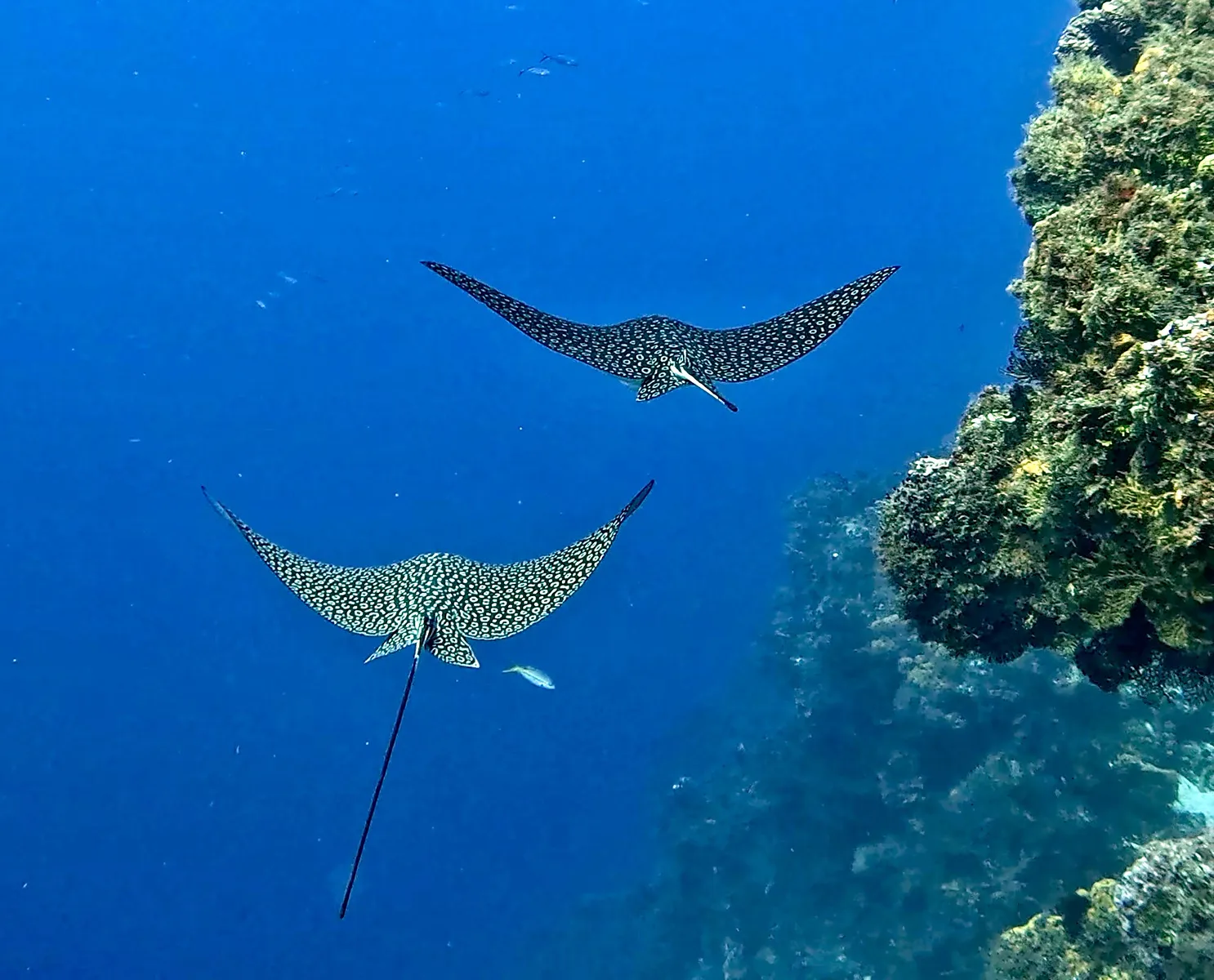 Cozumel underwater photograph, 2025