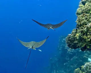 Underwater photograph by Joel Bergsma