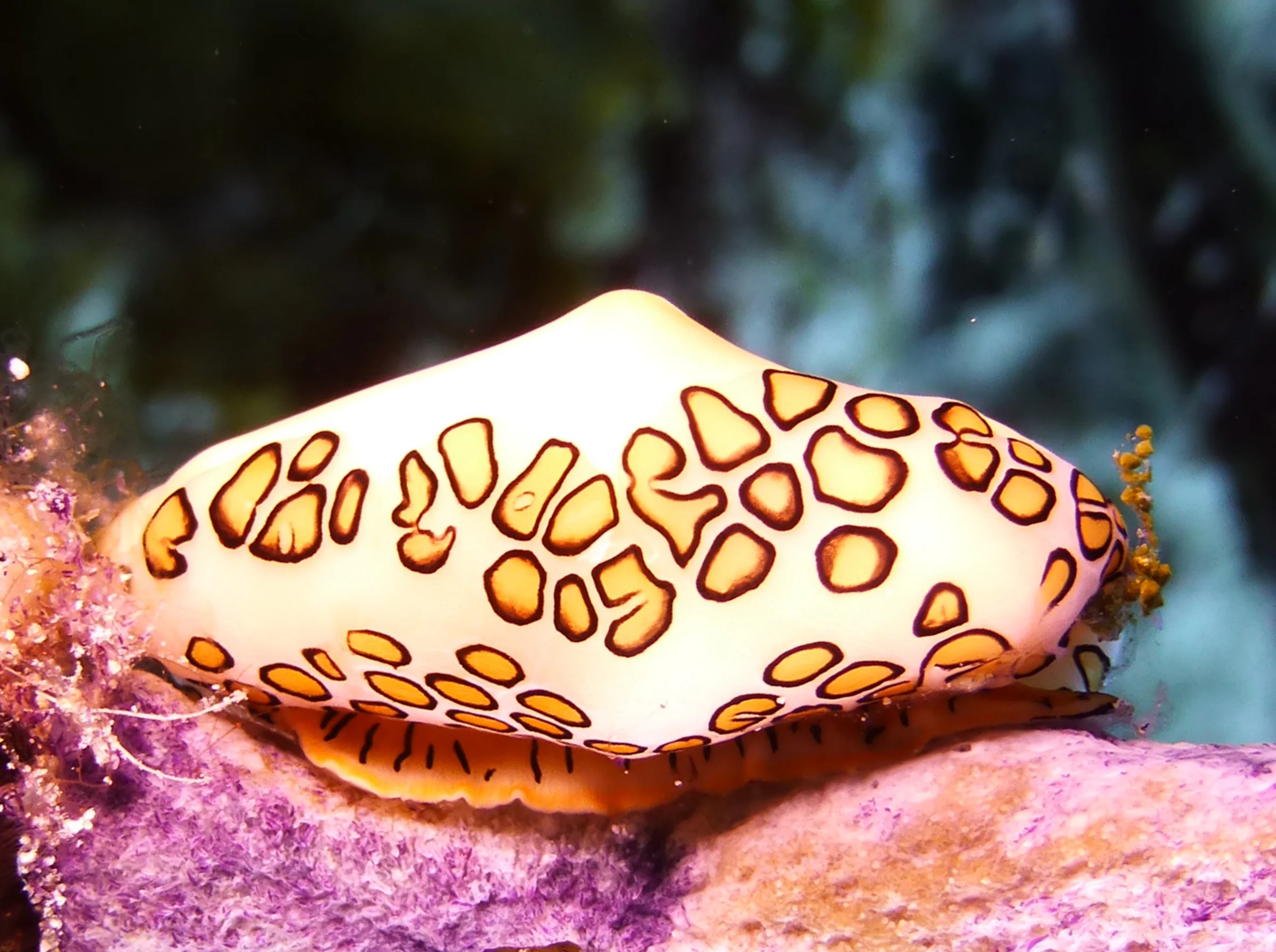 Flamingo Tongue Snail, Cozumel, 2014