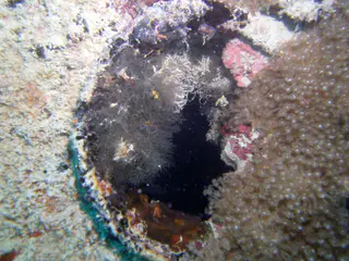 Porthole
