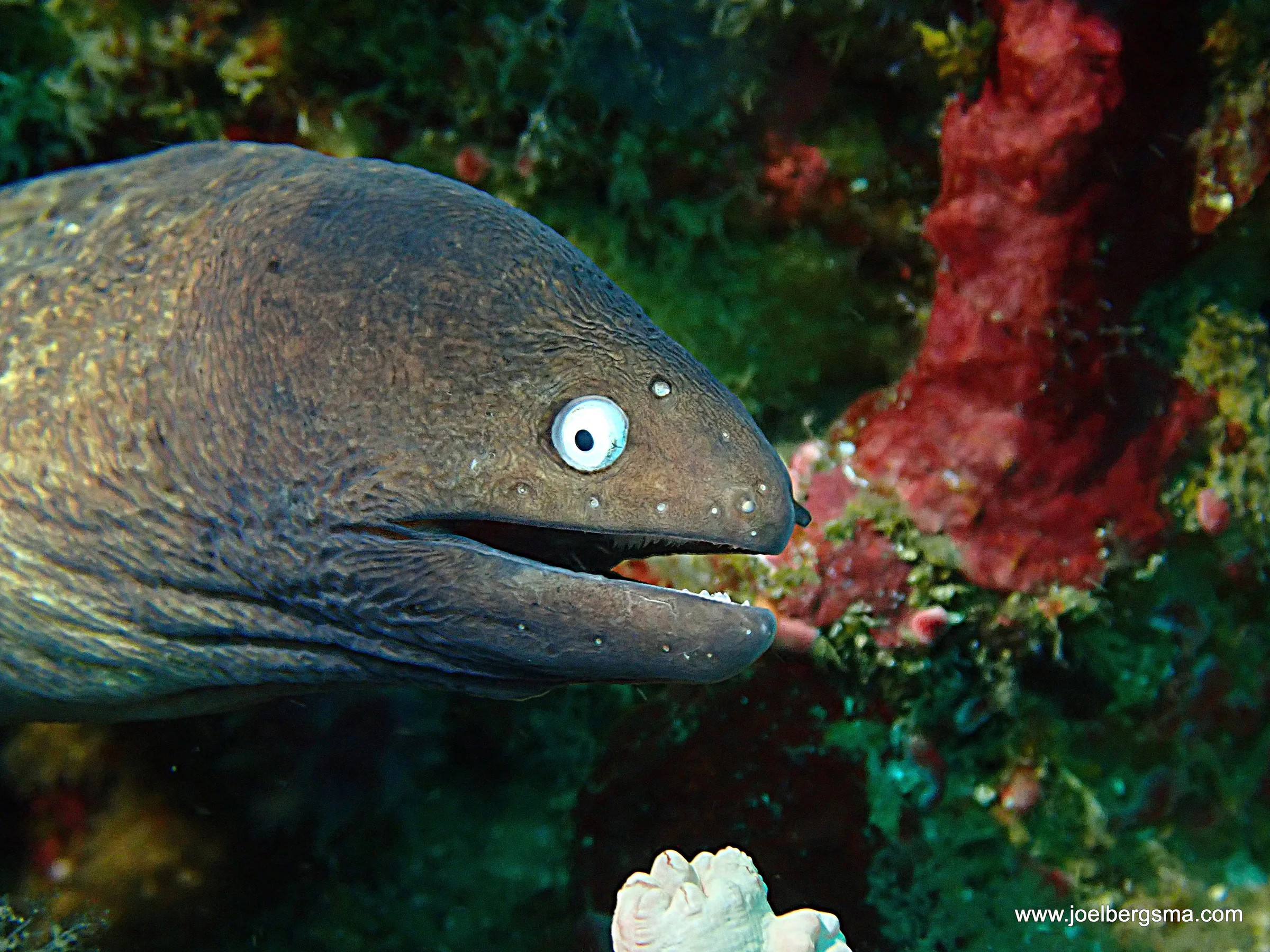 Philippines underwater photograph, 2022