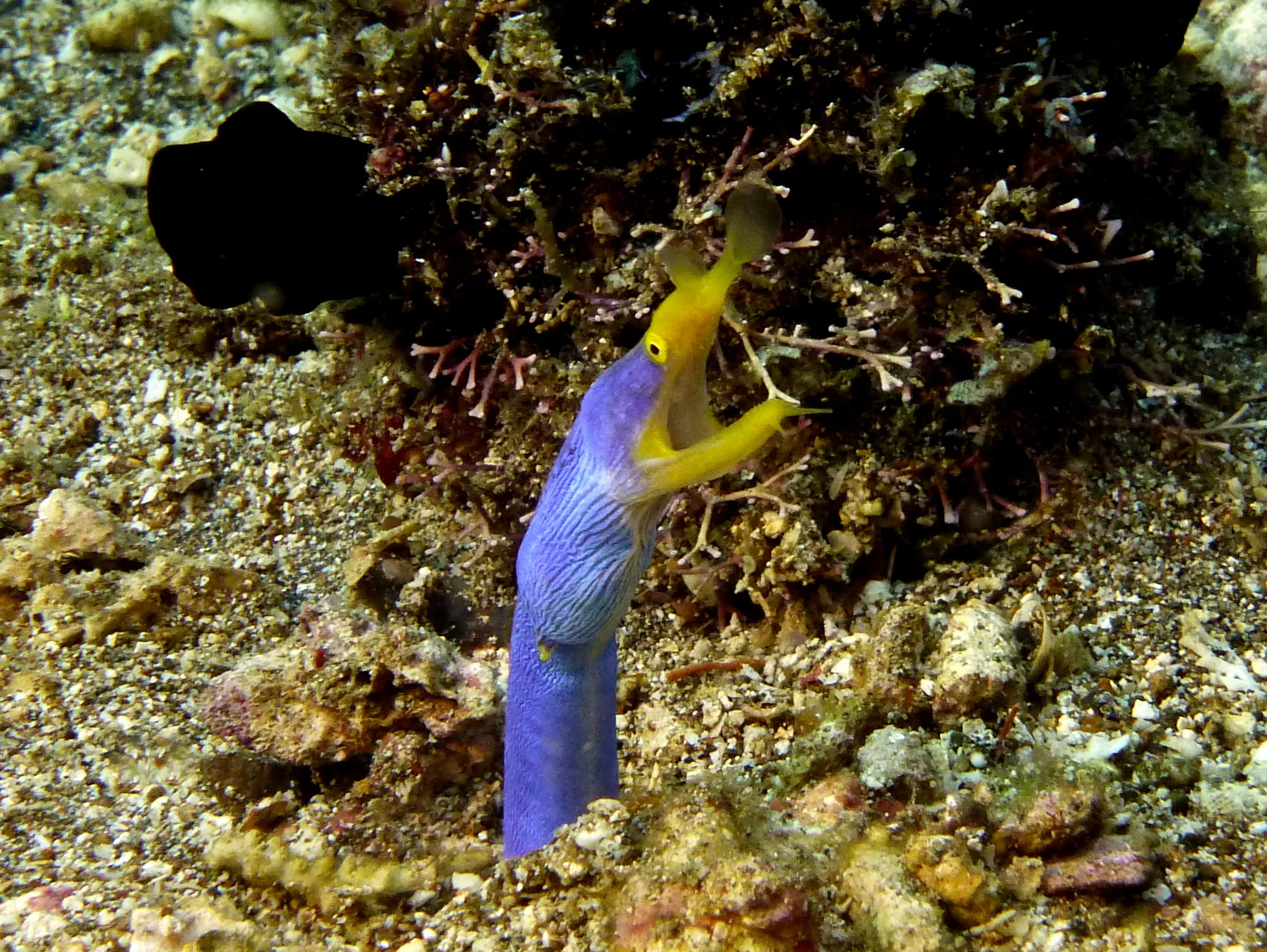 Ribbon Eel, Philippines, 2014