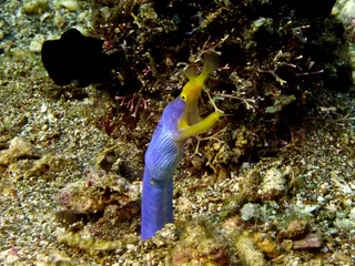 Underwater photograph by Joel Bergsma