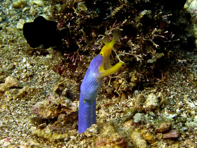 Underwater photograph by Joel Bergsma