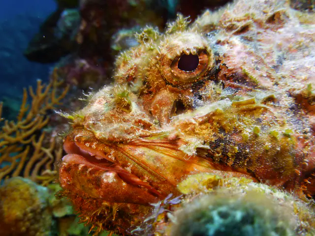 Underwater photograph by Joel Bergsma