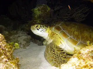 Underwater photograph by Joel Bergsma