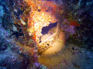 Underwater photograph by Joel Bergsma