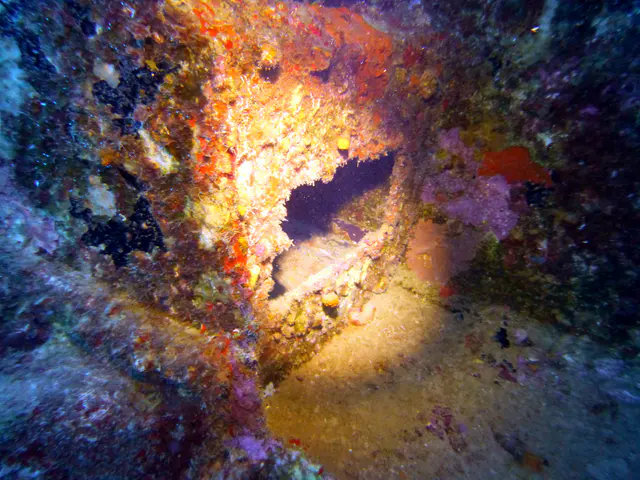 Underwater photograph by Joel Bergsma