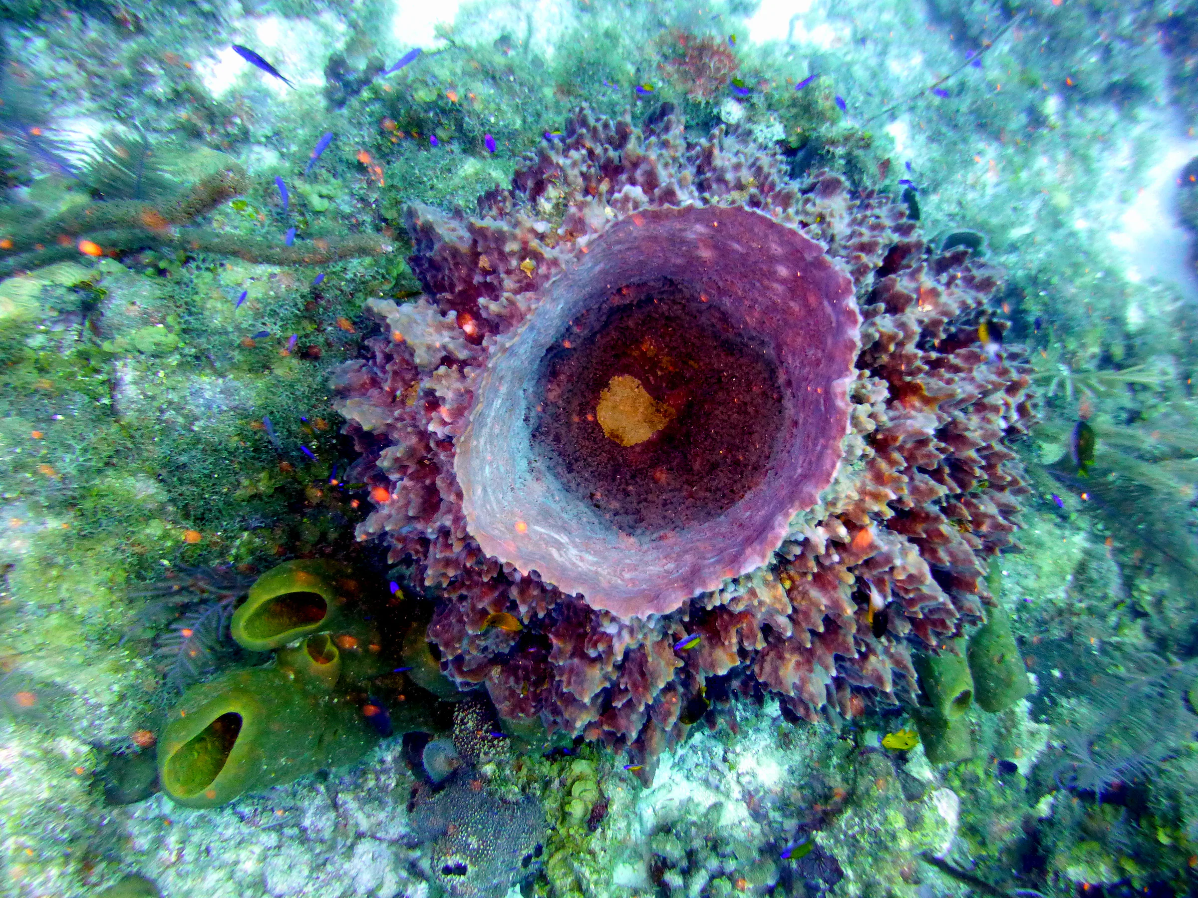 Barrel Sponge, Belize, 2017