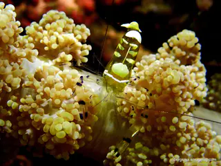 Underwater photograph by Joel Bergsma