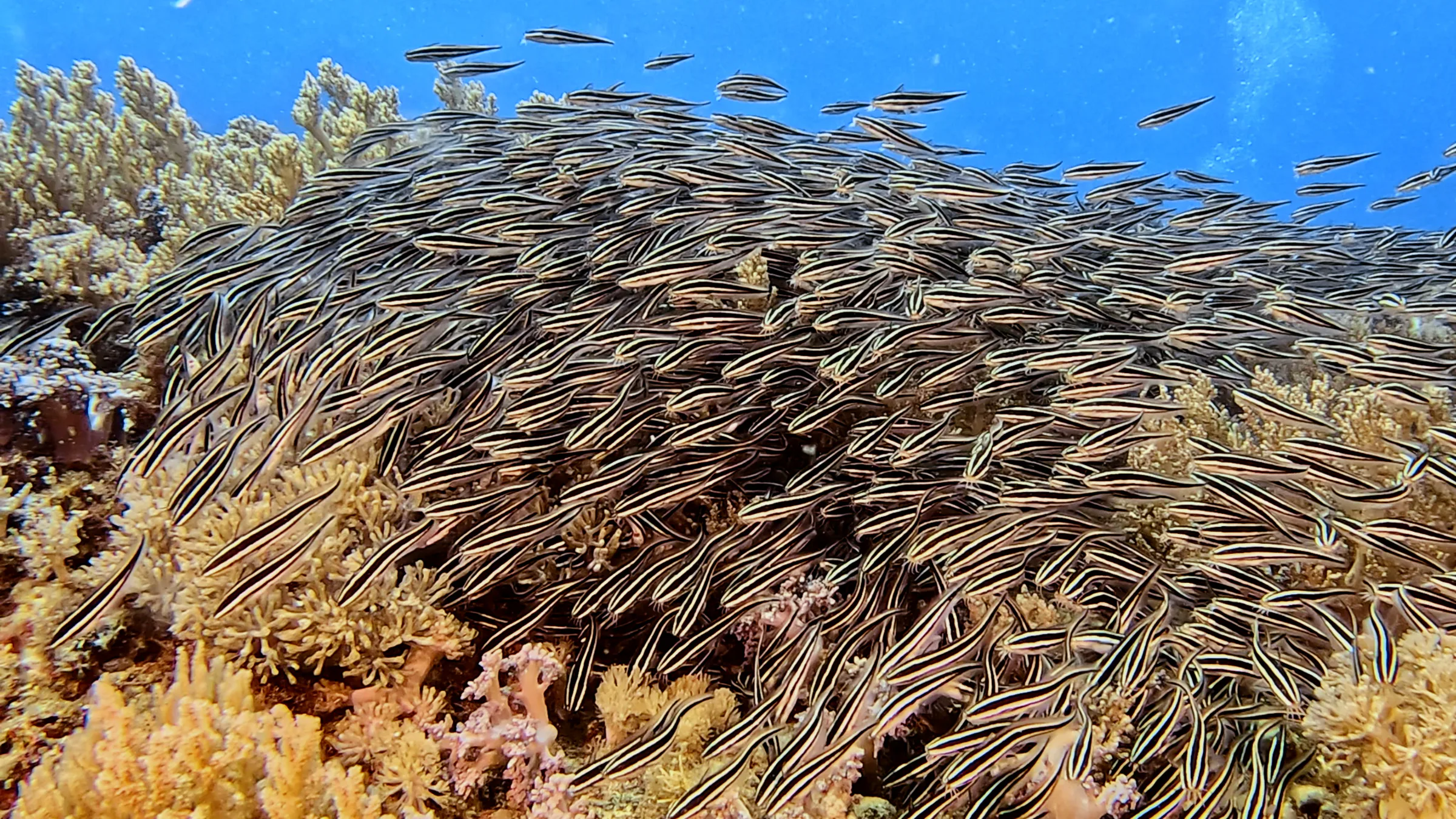 Philippines underwater photograph, 2026
