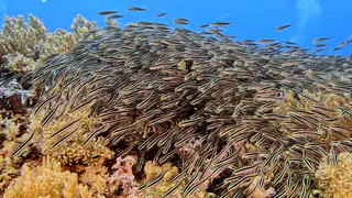Underwater photograph by Joel Bergsma