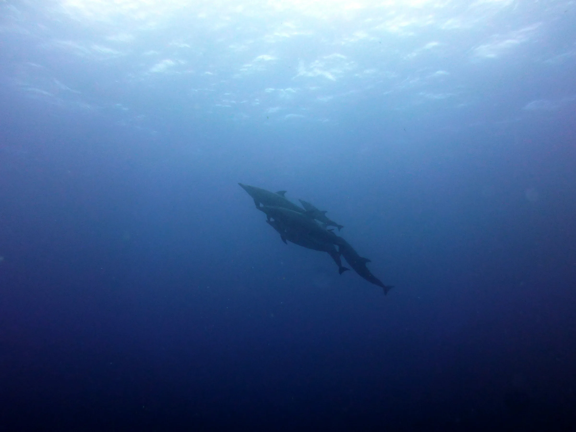Dolphin, Belize, 2017
