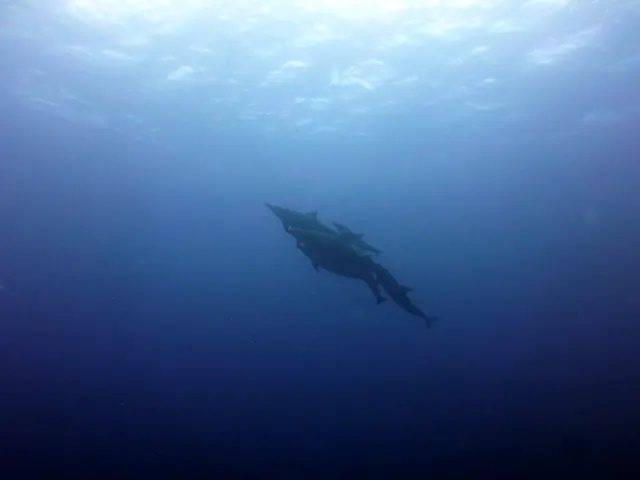 Underwater photograph by Joel Bergsma