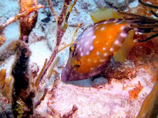 Underwater photograph by Joel Bergsma