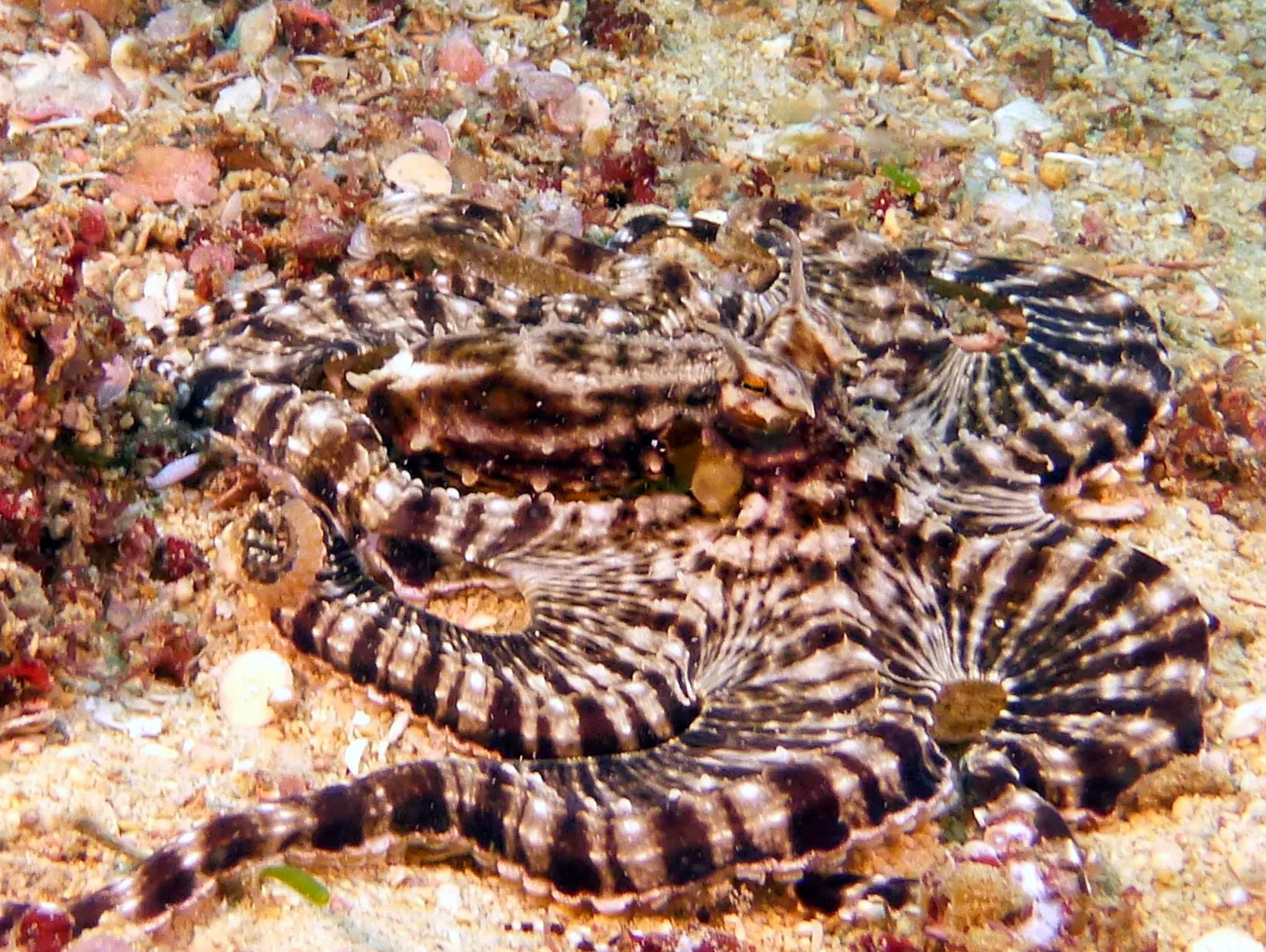 Octopus, Philippines, 2014