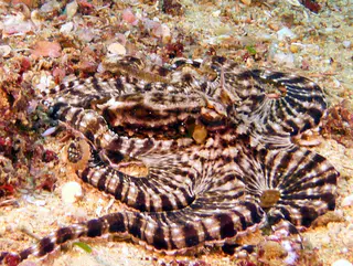 Underwater photograph by Joel Bergsma
