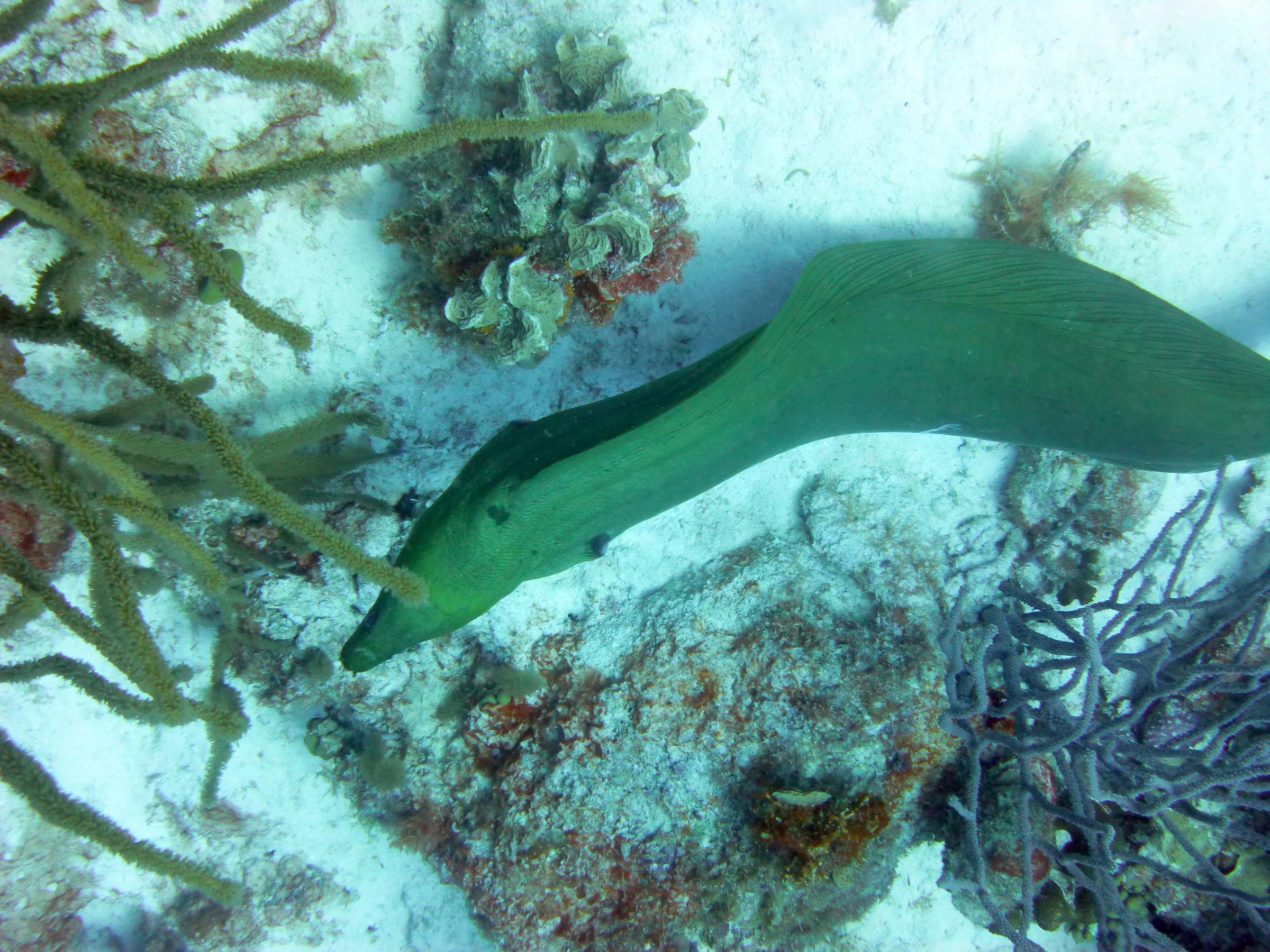 Green Moray Eel, Bonaire, 2013