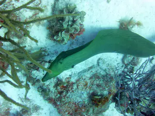 Underwater photograph by Joel Bergsma