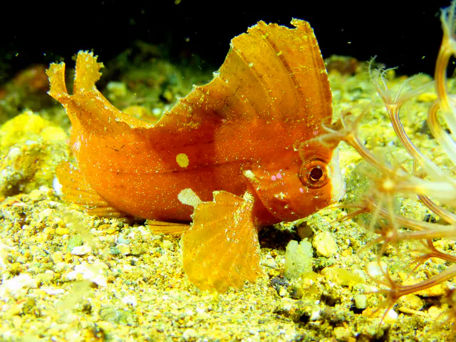 Underwater photograph by Joel Bergsma
