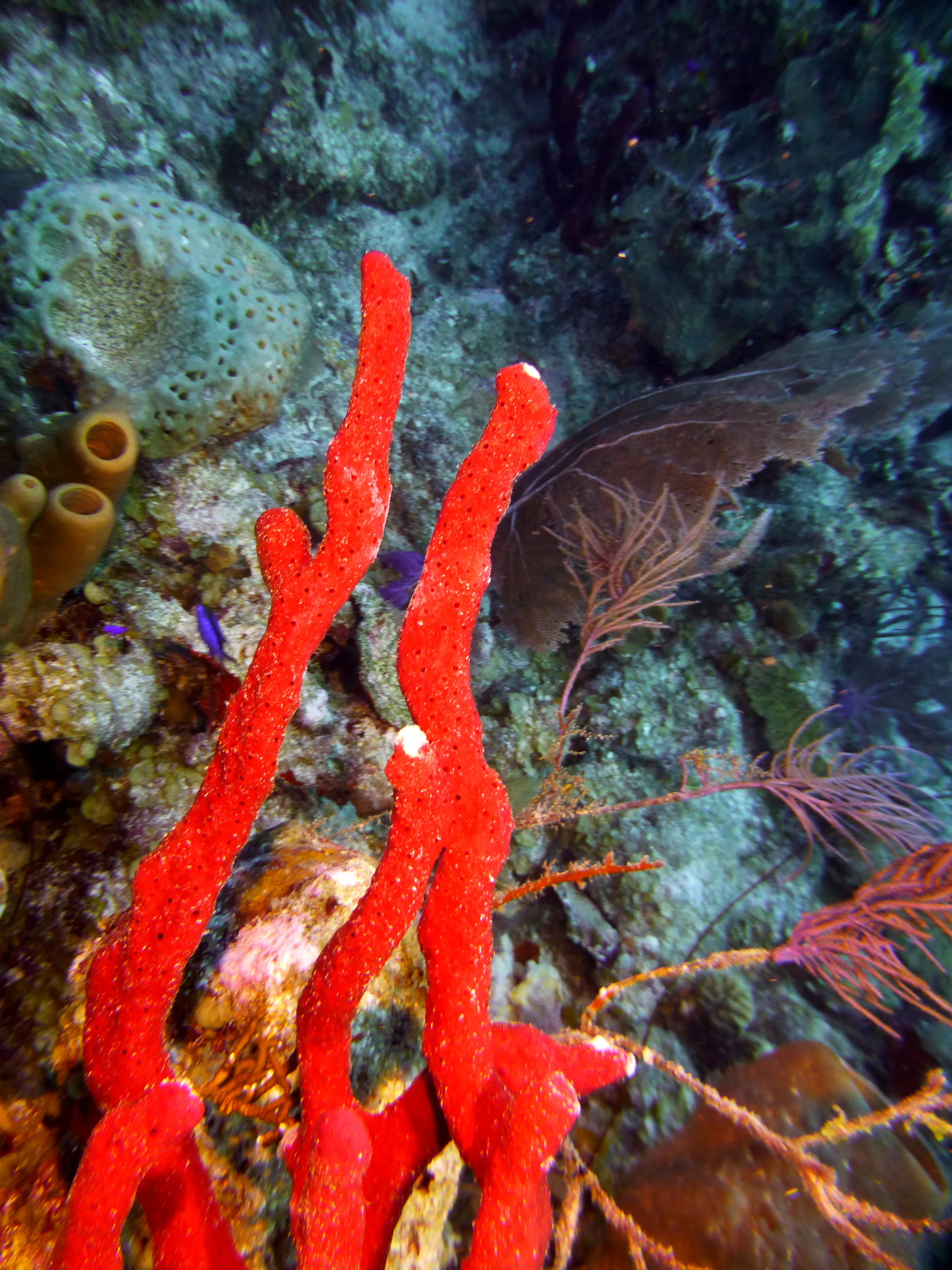 Belize underwater photograph, 2017