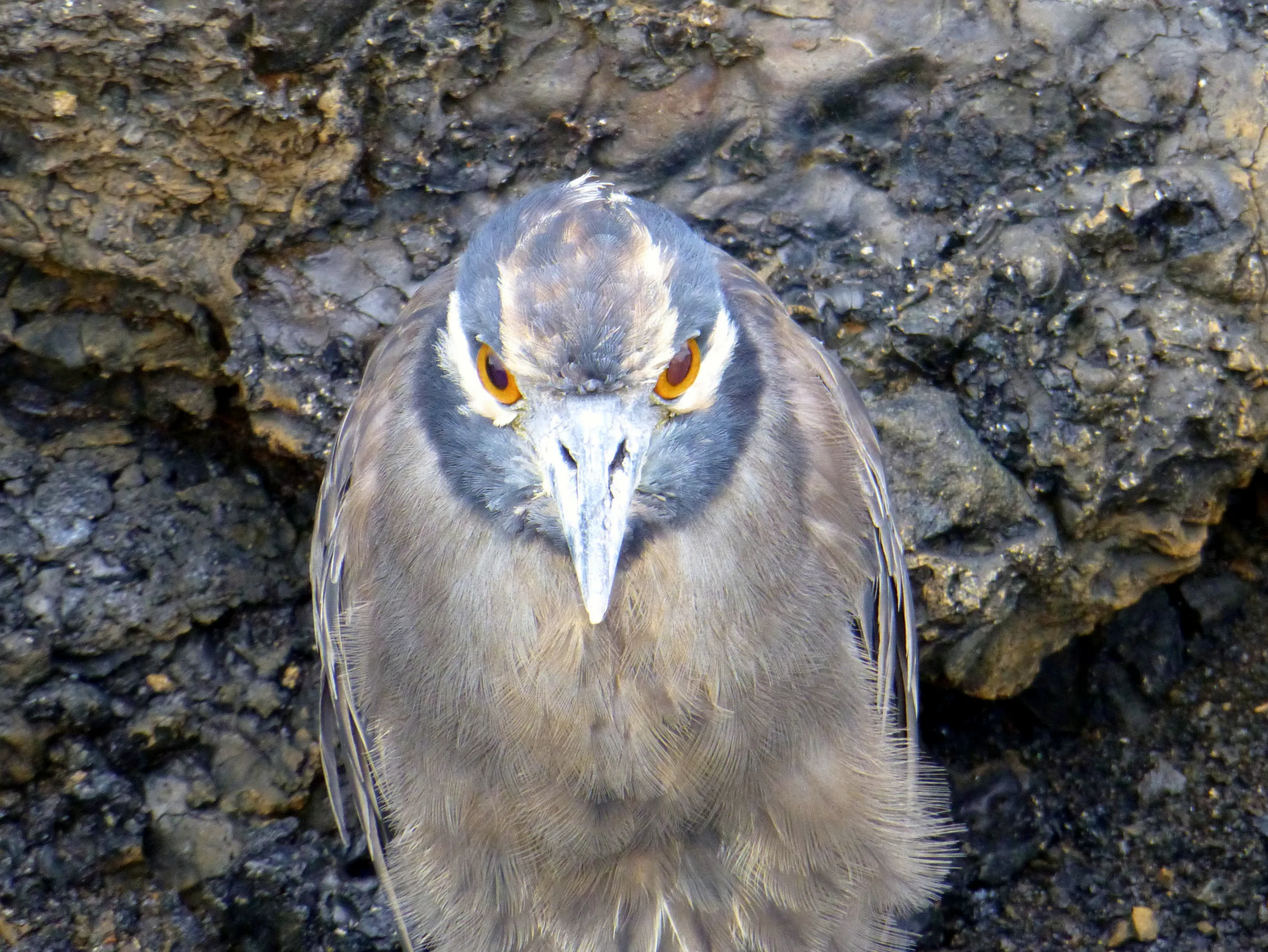 Lava Heron
