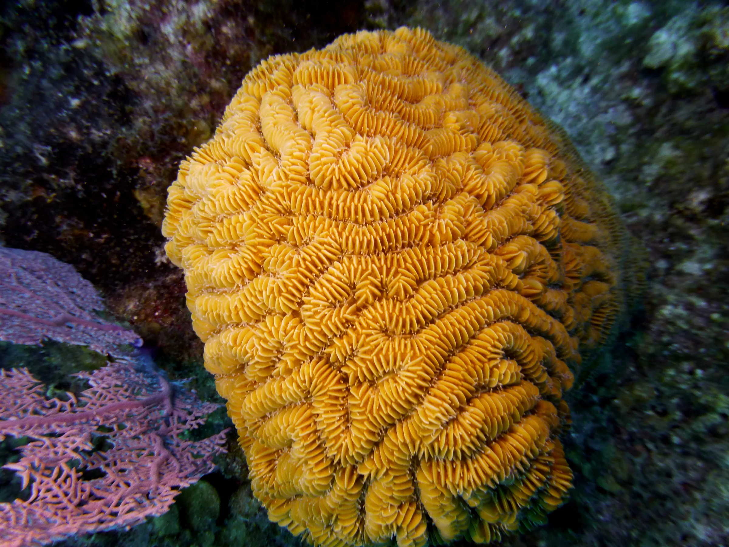 Brain Coral, Belize, 2017