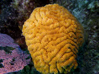 Underwater photograph by Joel Bergsma