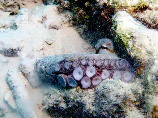 Underwater photograph by Joel Bergsma