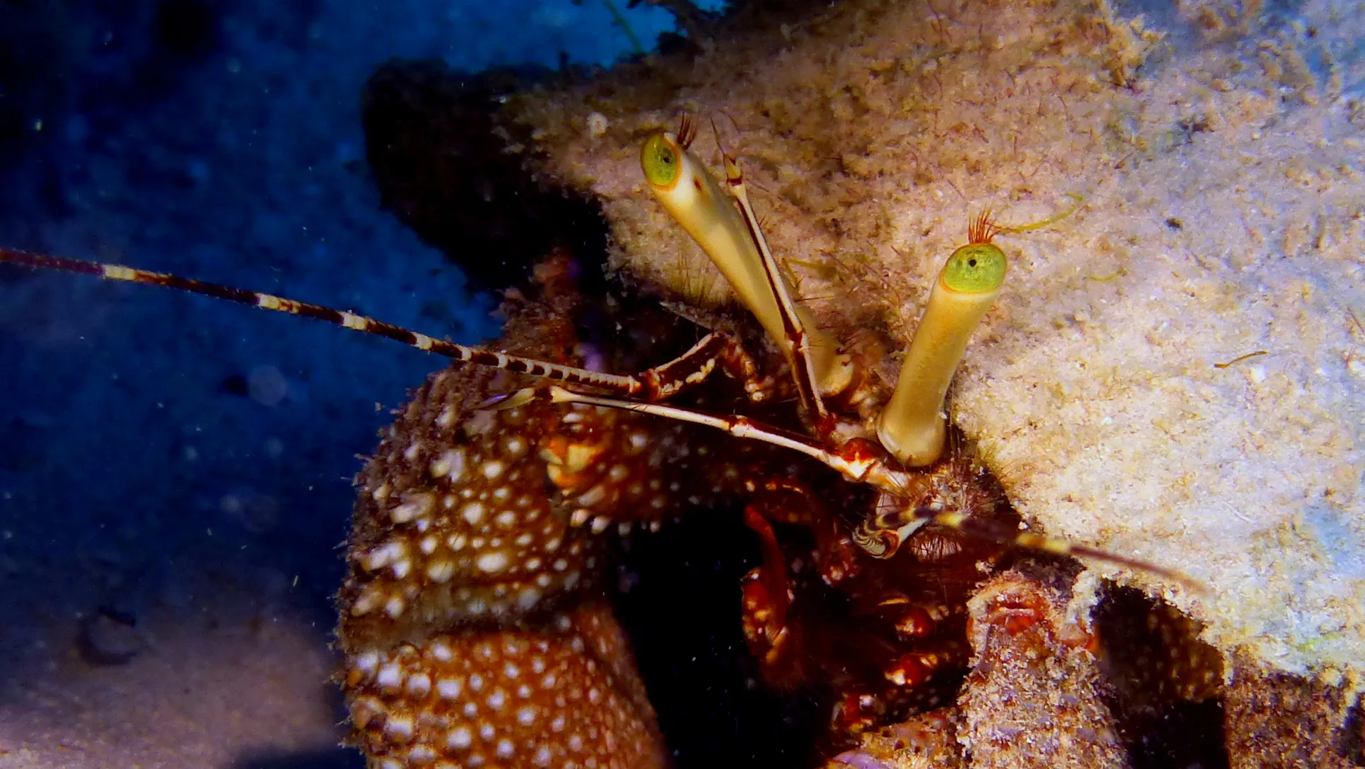 Caribbean Hermit Crab, Belize, 2017