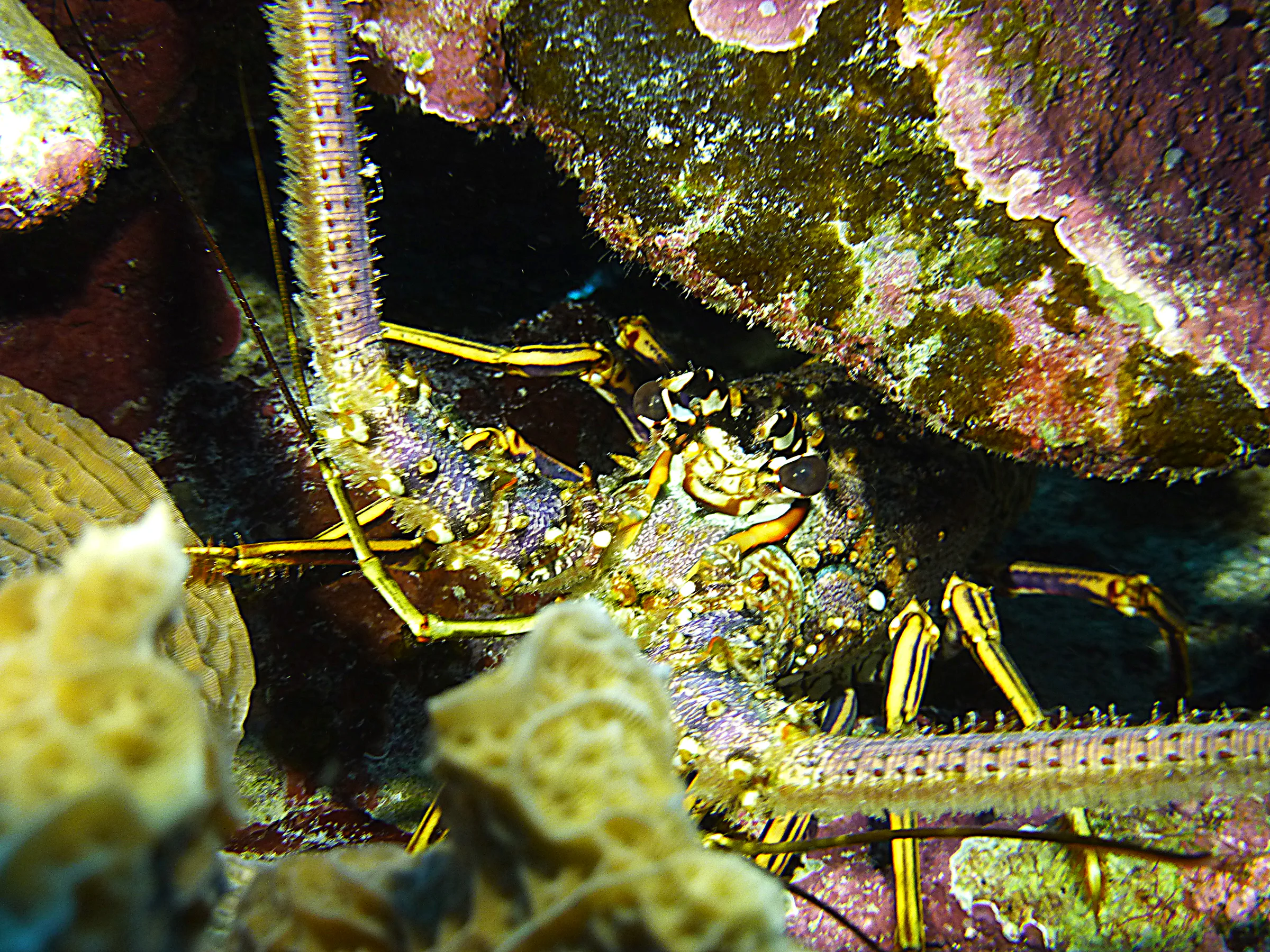 Spiny Lobster, Belize, 2017