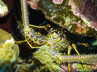 Underwater photograph by Joel Bergsma