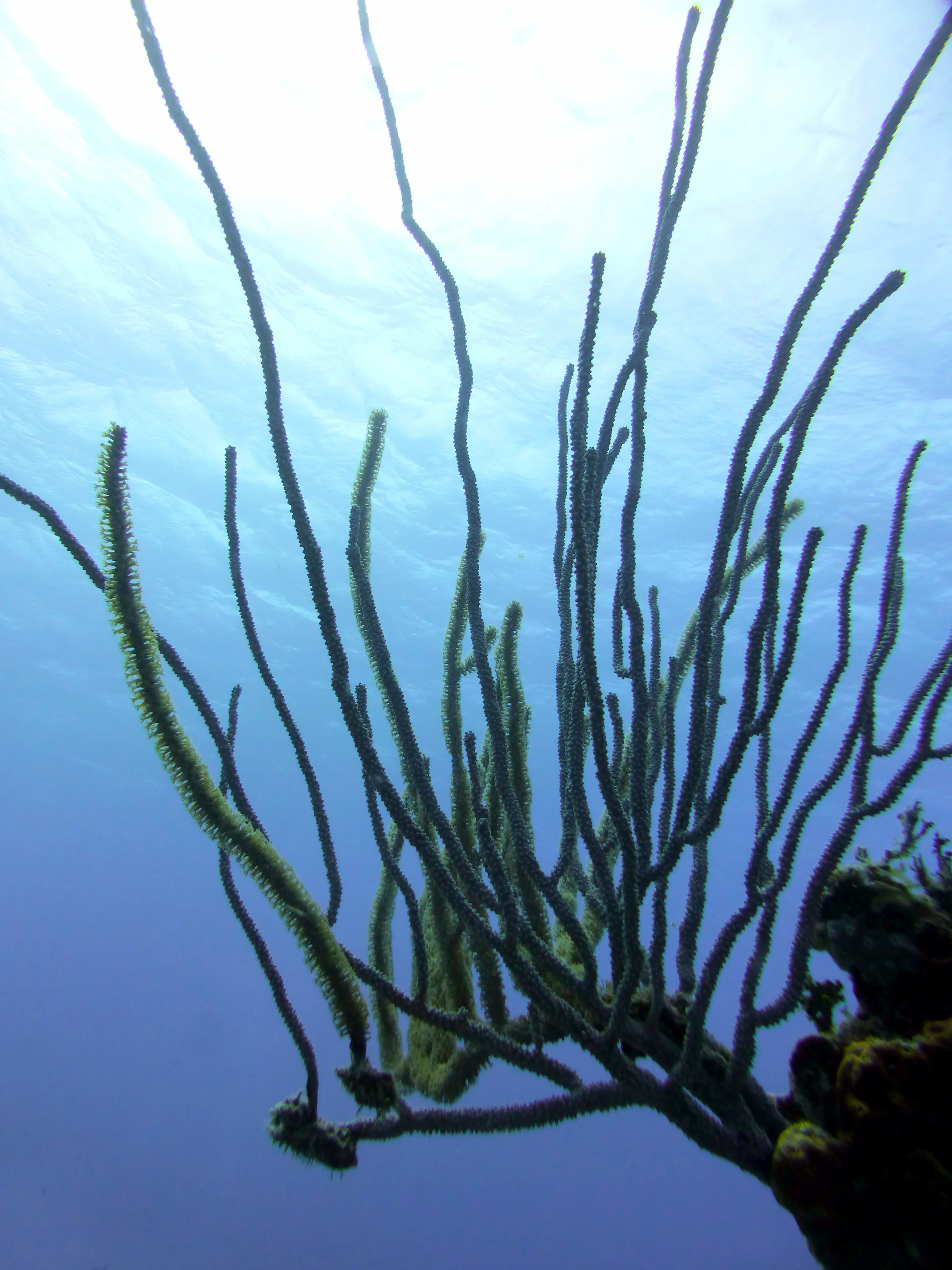 Belize underwater photograph, 2017