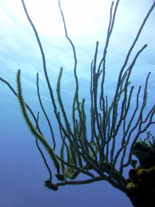 Underwater photograph by Joel Bergsma